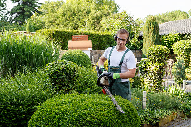 Best Tree Removal  in USA